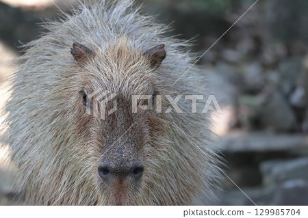 水豚 水豚 129985704