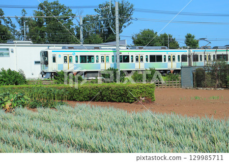 A sustainable vehicle travels through a cabbage field under the summer sky 129985711