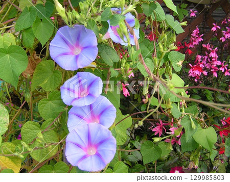 星開花的藍色牽牛花花 星開花的藍色牽牛花花 129985803