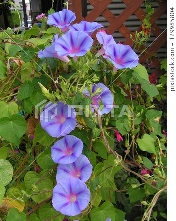 星開花的藍色牽牛花花 129985804