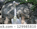 Pelican 129985810