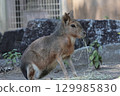 Mara 129985830