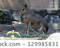 Mara 129985831