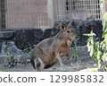 Mara 129985832
