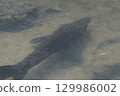 Fukushima Tsuchiyu Onsen Landscape July 2025 129986002