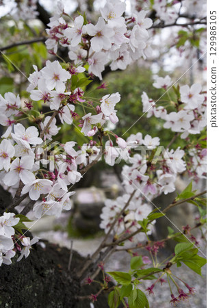 The cherry blossoms of Yoshino cherry tree in the park are in full bloom. 129986105
