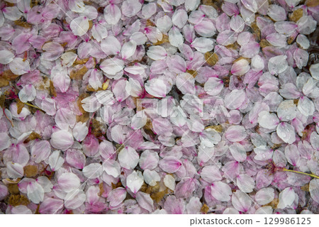 Someiyoshino cherry blossom petals are floating on the water. 129986125