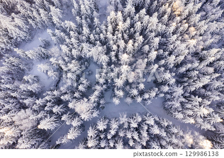 Directly above large cold forest in epic morning light at winter Directly above large cold forest in epic morning light at winter 129986138