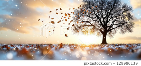 A silhouette scene with a large oak tree shedding its last autumn leaves on one side. 129986139
