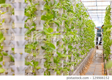Hydroponic Vertical Garden with Green Plants Growing in White Pipes Hydroponic Vertical Garden with Green Plants Growing in White Pipes 129986152