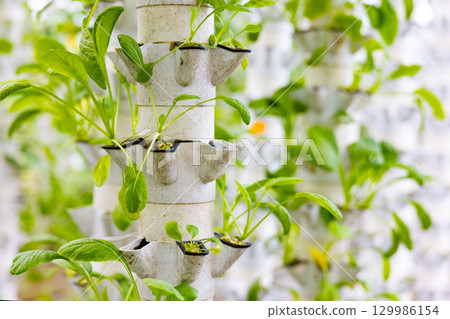 Hydroponic Vertical Garden with Green Plants Growing in White Pipes Hydroponic Vertical Garden with Green Plants Growing in White Pipes 129986154