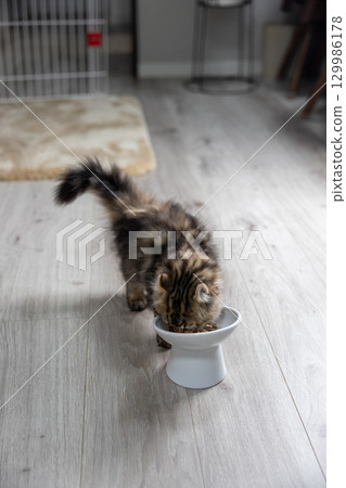 一隻 3 個月大的小貓（美國卷耳貓）正在吃食物 129986178