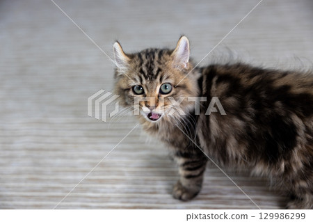 3-month-old kitten (American Curl) 129986299