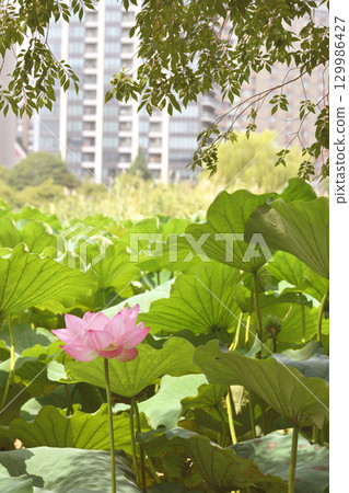 Lotus flowers blooming in a city of buildings Lotus flowers blooming in a city of buildings 129986427
