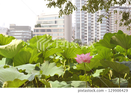 樓前盛開的蓮花 129986429