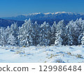 遠眺北八岳和中央阿爾卑斯的冰霜森林 129986484