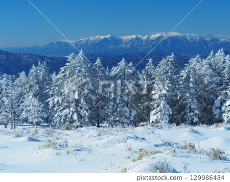 遠眺北八岳和中央阿爾卑斯的冰霜森林 129986484