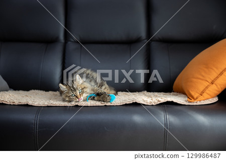 A 3-month-old kitten (American Curl) playing with a toy on a black leather sofa 129986487
