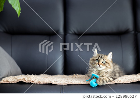 一隻 3 個月大的小貓（美國卷耳貓）在黑色皮沙發上玩玩具 129986527