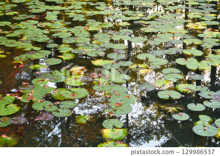 The beautiful pond in the strolling garden at Tenjuan, a sub-temple of Nanzenji Temple (Sakyo Ward, Kyoto City, Kyoto Prefecture) 129986537