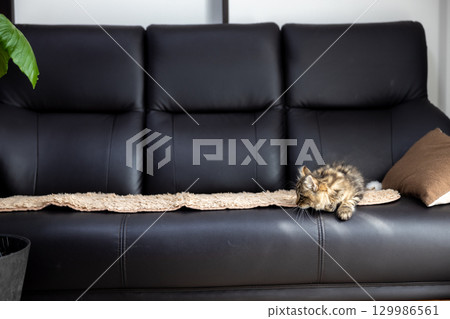 A 3-month-old kitten (American Curl) lying on a black leather sofa A 3-month-old kitten (American Curl) lying on a black leather sofa 129986561