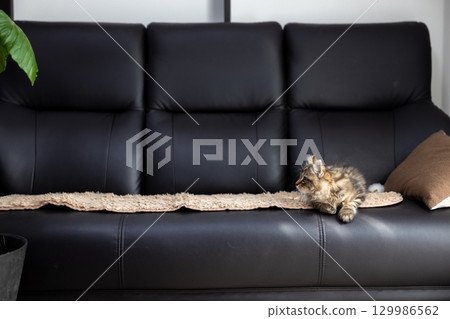 一隻 3 個月大的小貓（美國卷耳貓）躺在黑色皮沙發上 129986562