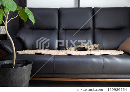 一隻 3 個月大的小貓（美國卷耳貓）躺在黑色皮沙發上 129986564