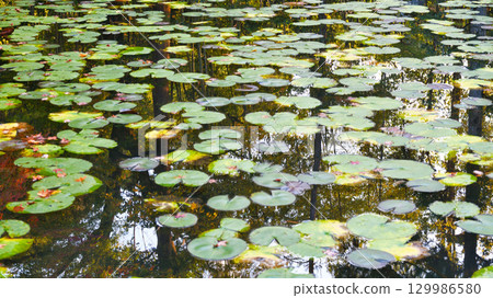 南禪寺的分寺天壽庵（京都府京都市左京區）回遊花園中美麗的池塘 129986580
