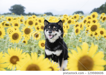 Sunflower field and Mameshiba in the early morning Sunflower field and Mameshiba in the early morning 129986606