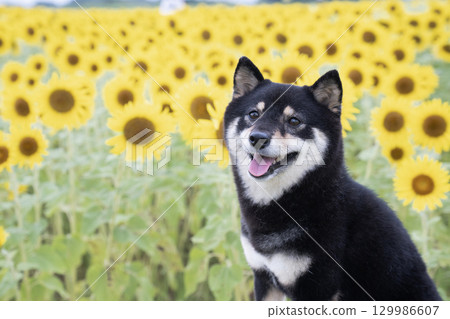 Sunflower field and Mameshiba in the early morning Sunflower field and Mameshiba in the early morning 129986607
