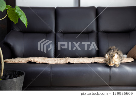 A 3-month-old kitten (American Curl) sitting on a black leather sofa and looking down 129986609