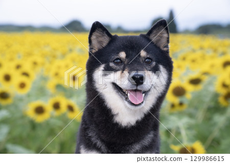 清晨的向日葵田和豆柴 129986615