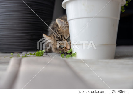 一隻 3 個月大的小貓（美國卷耳貓）正在玩室內植物 129986663