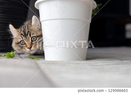 一隻 3 個月大的小貓（美國卷耳貓）正在玩室內植物 129986665