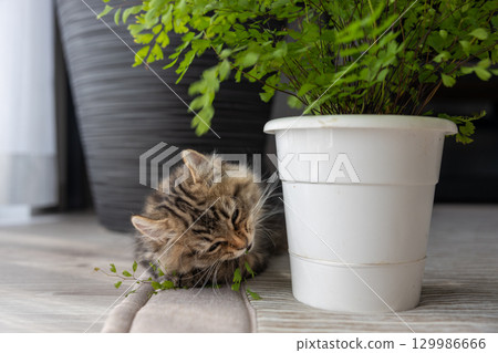 A 3-month-old kitten (American Curl) playing with a houseplant 129986666