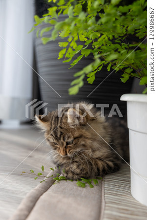 A 3-month-old kitten (American Curl) playing with a houseplant 129986667