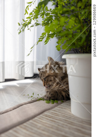 一隻 3 個月大的小貓（美國卷耳貓）正在玩室內植物 129986669