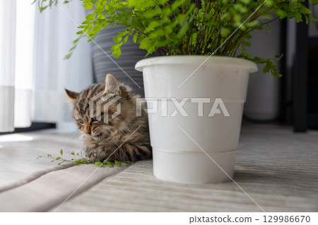 一隻 3 個月大的小貓（美國卷耳貓）正在玩室內植物 129986670