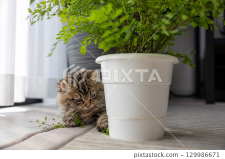 一隻 3 個月大的小貓（美國卷耳貓）正在玩室內植物 129986671