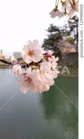 福井城遺址的櫻花 129986688