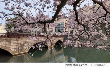 福井城遺址的櫻花與護城河 129986689