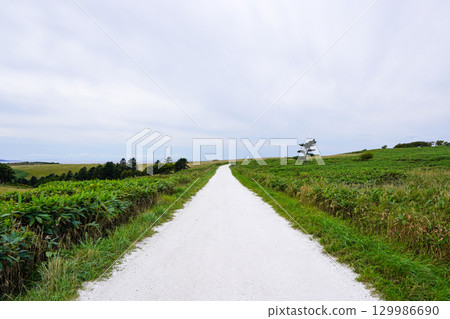 索亞山白路 129986690