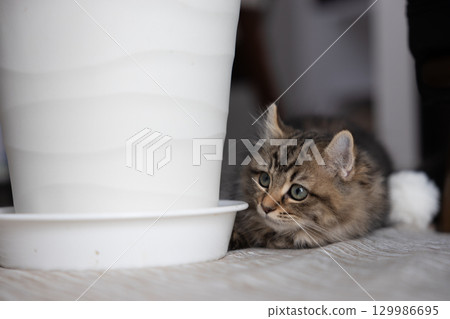 A 3-month-old kitten (American Curl) next to a potted houseplant A 3-month-old kitten (American Curl) next to a potted houseplant 129986695