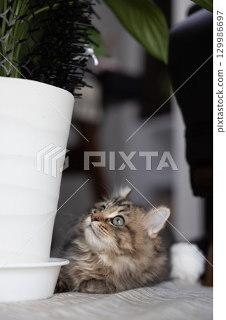 一隻 3 個月大的小貓（美國卷耳貓）站在一盆室內植物旁邊 129986697
