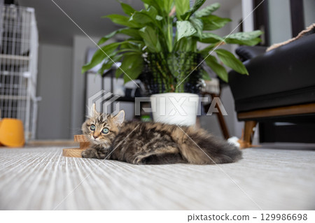 A 3-month-old kitten (American Curl) next to a potted houseplant 129986698