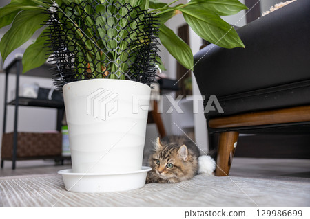 一隻 3 個月大的小貓(美國卷耳貓)站在一盆室內植物旁邊 一隻 3 個月大的小貓(美國卷耳貓)站在一盆室內植物旁邊 129986699