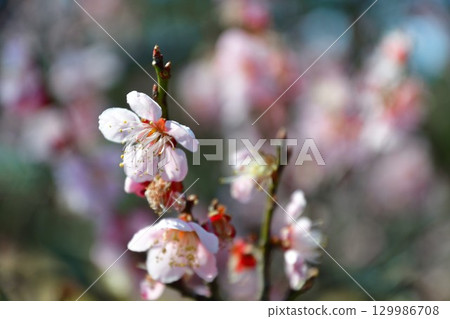 梅花 129986708