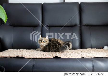 3 個月大的小貓（美國卷耳貓）躺在黑色皮沙發上 129986726