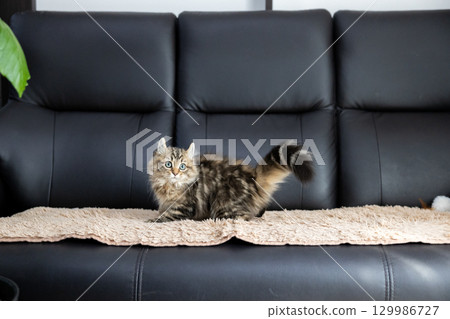 3 個月大的小貓（美國卷耳貓）躺在黑色皮沙發上 129986727