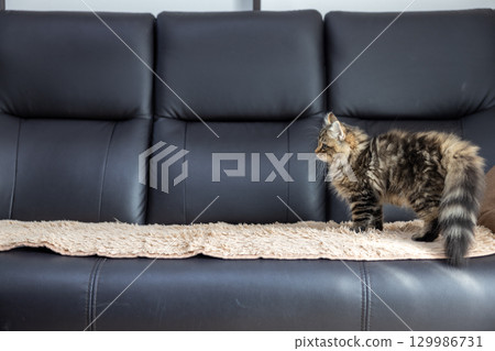 3 個月大的小貓（美國卷耳貓）躺在黑色皮沙發上 129986731